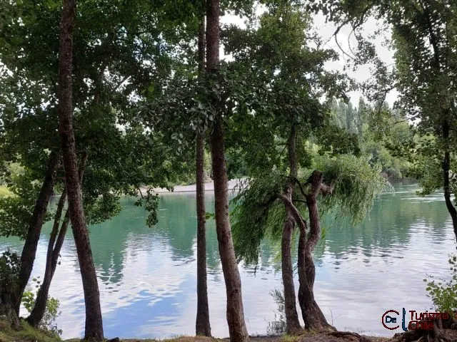 Orilla del río Laja con árboles frondosos y sauce llorón en Camping Porvenir